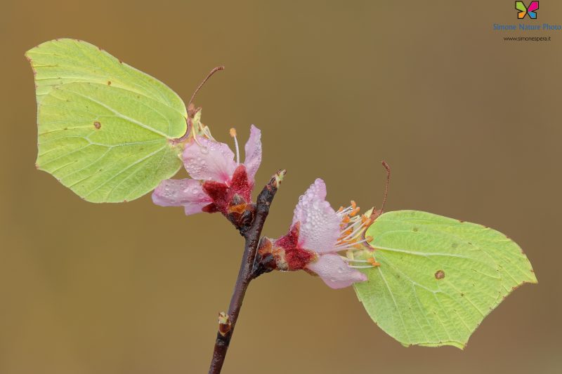 Gonepteryx rhamni (Linnaeus, 1758)
