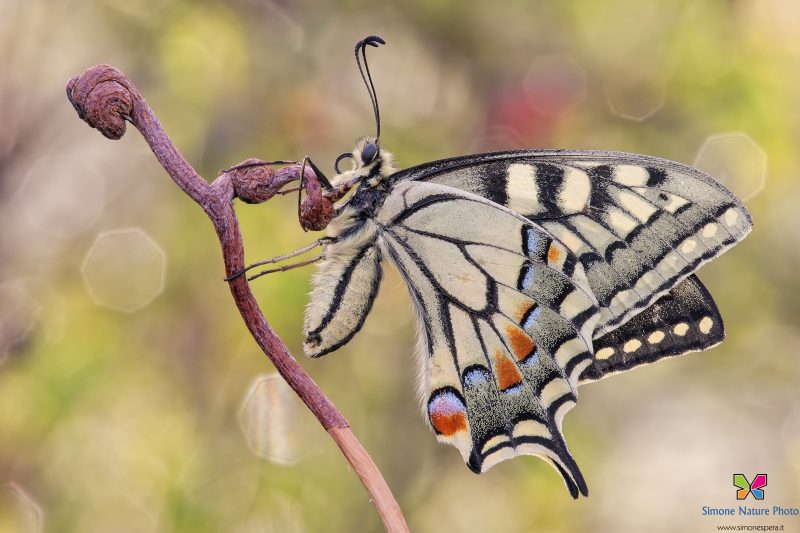 Papilio machaon (Linnaeus, 1758)