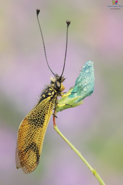Libelloides longicornis (Linnaeus, 1764)