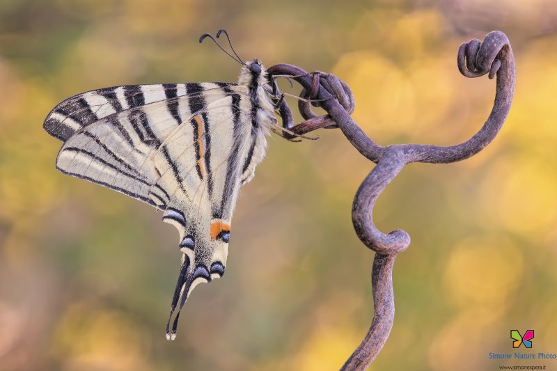 Iphiclides podalirius (Linnaeus, 1758)