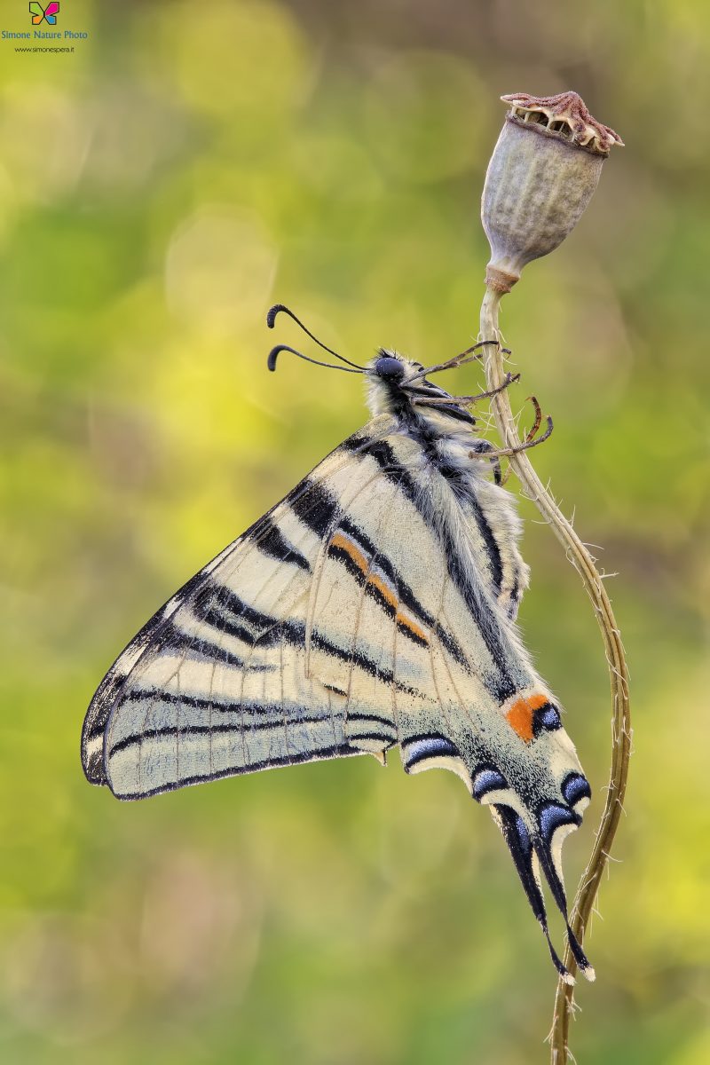 Iphiclides podalirius (Linnaeus, 1758)