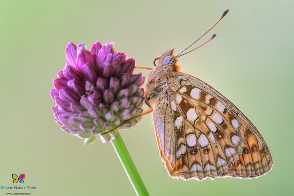 Argynnis niobe (Linnaeus, 1758)