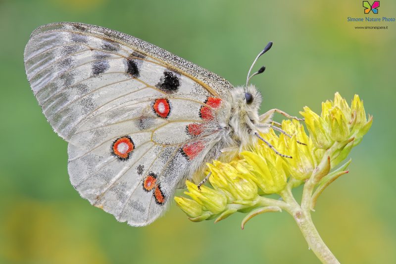 Parnassius apollo (Linnaeus, 1758)