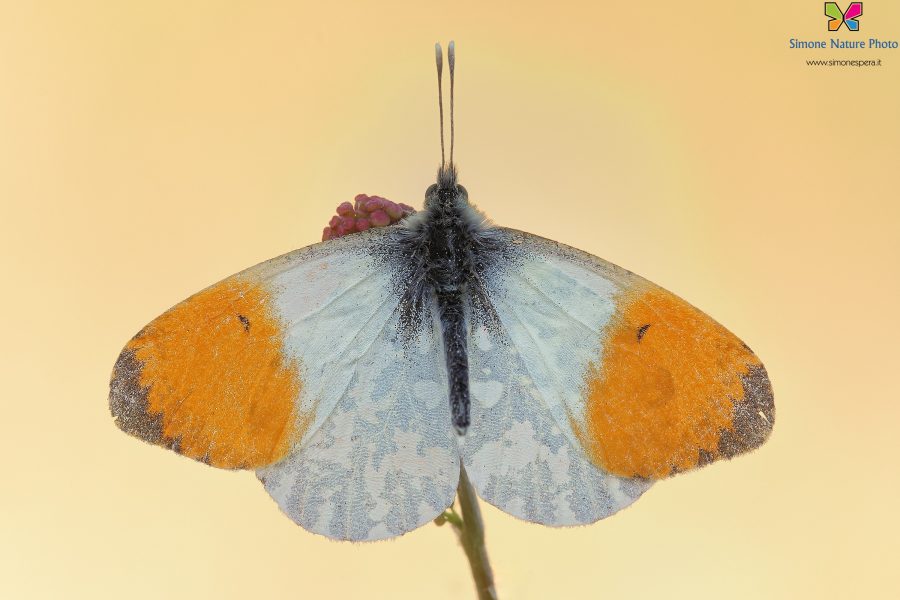 Anthocharis cardamines (Linnaeus, 1758)