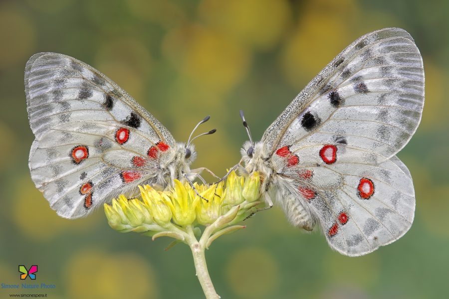 Parnassius apollo (Linnaeus, 1758)