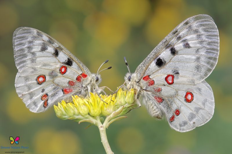 Parnassius apollo (Linnaeus, 1758)