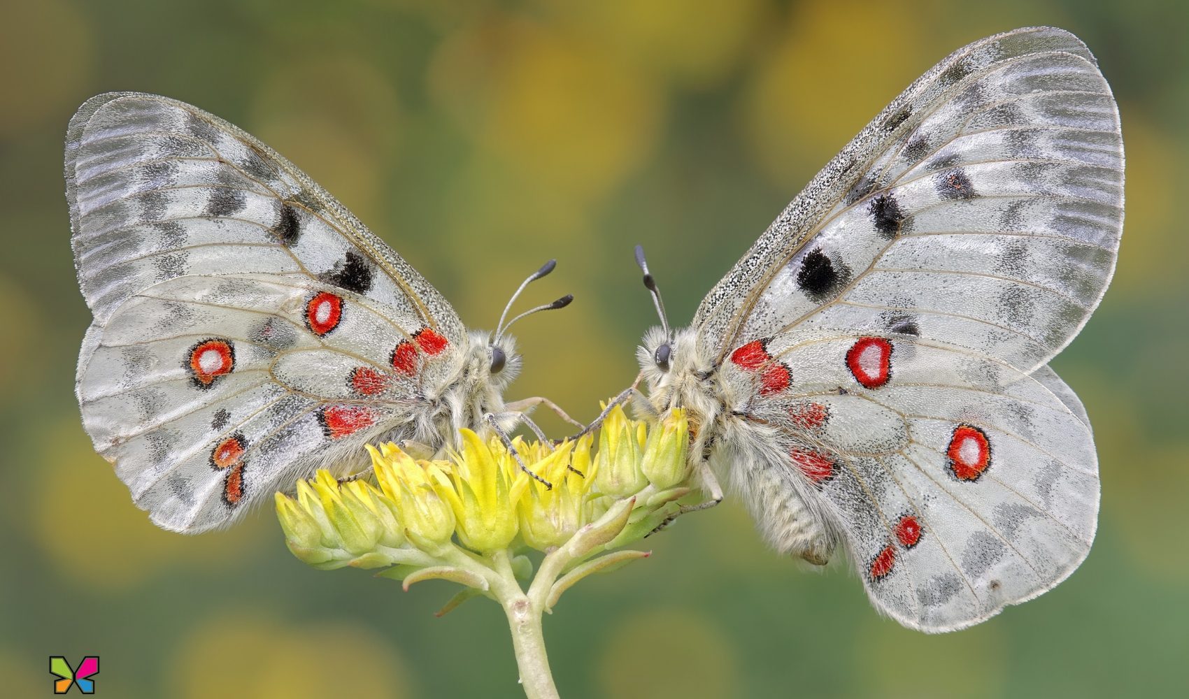 Parnassius apollo (Linnaeus, 1758)