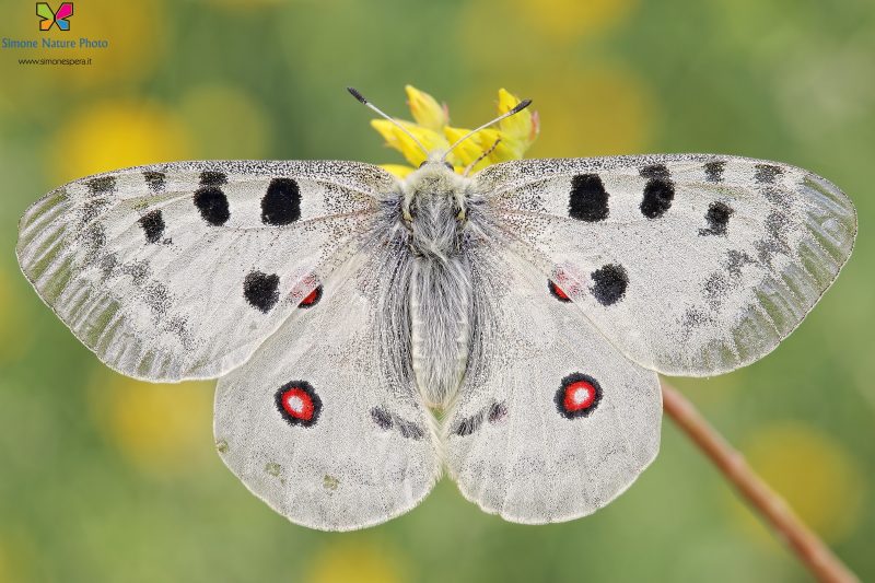 Parnassius apollo (Linnaeus, 1758)