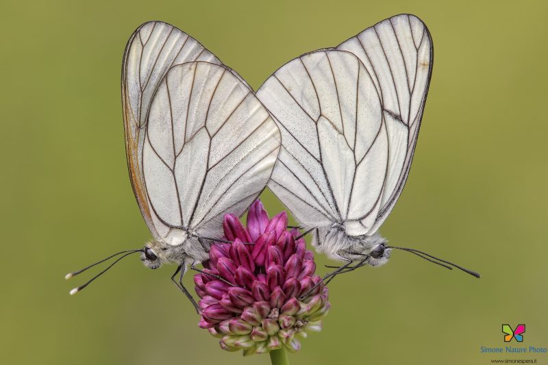 Aporia crataegi (Linnaeus, 1758)