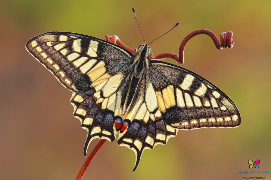 Papilio machaon (Linnaeus, 1758)