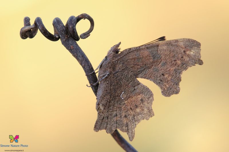 Polygonia c-album (Linnaeus, 1758)