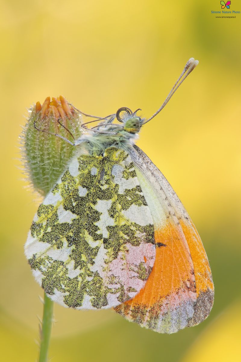 Anthocharis cardamines (Linnaeus, 1758)
