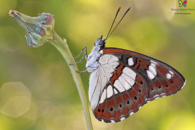 Limenitis reducta (Staudinger, 1901)