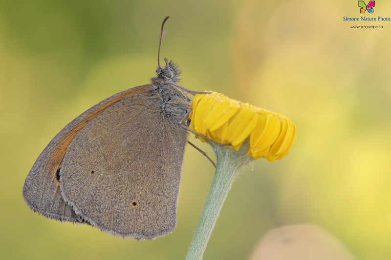 Maniola jurtina (Linnaeus, 1758)