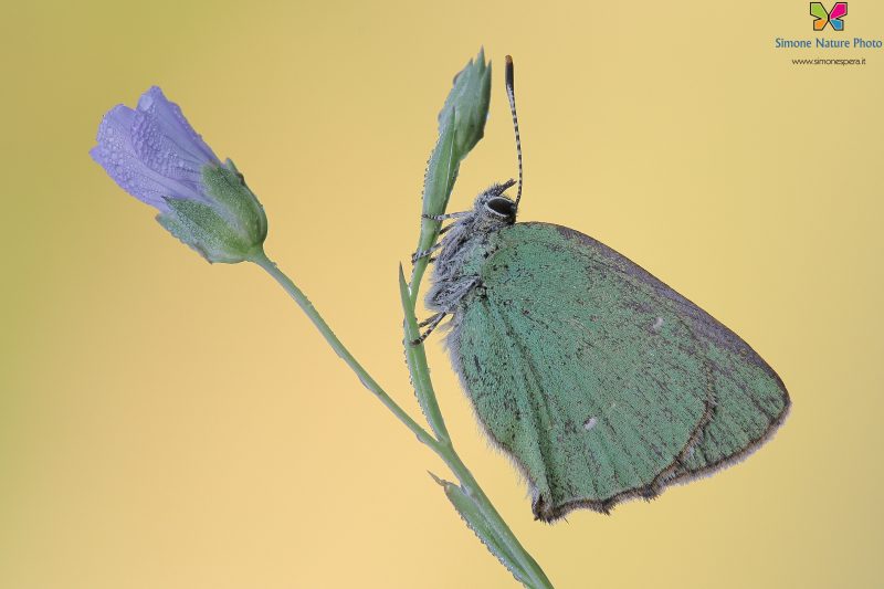 Callophrys rubi (Linnaeus, 1758)
