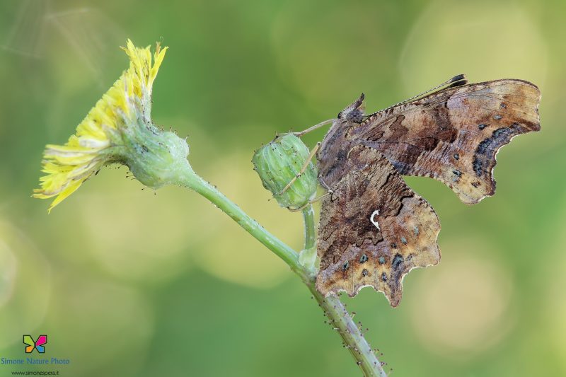 Polygonia c-album (Linnaeus, 1758)