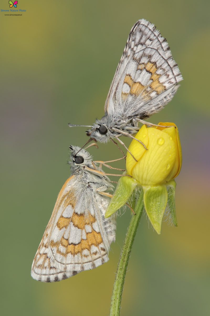 Pyrgus sidae (Esper, 1784)