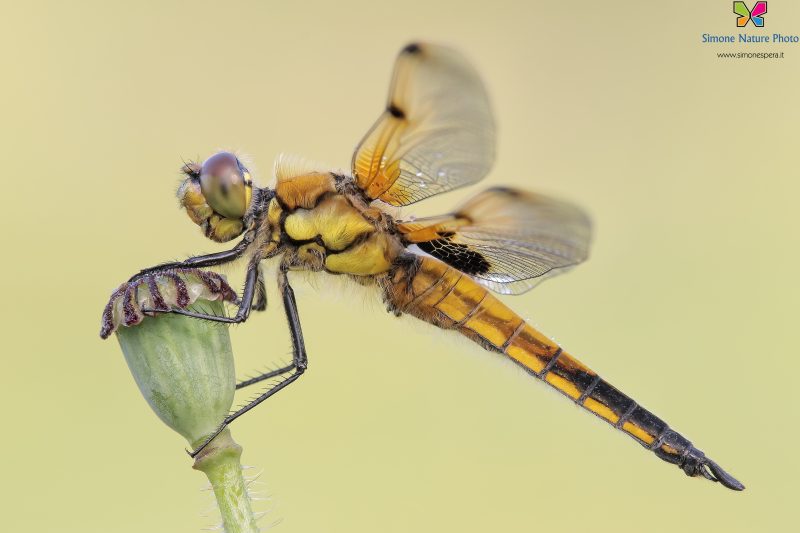 Libellula quadrimaculata (Linnaeus, 1758)