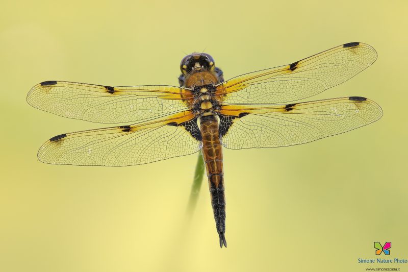 Libellula quadrimaculata (Linnaeus, 1758)