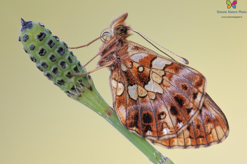Boloria (Clossiana) dia (Linnaeus, 1767)