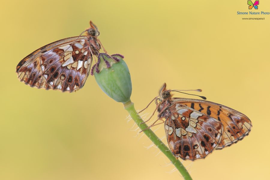 Boloria (Clossiana) dia (Linnaeus, 1767)