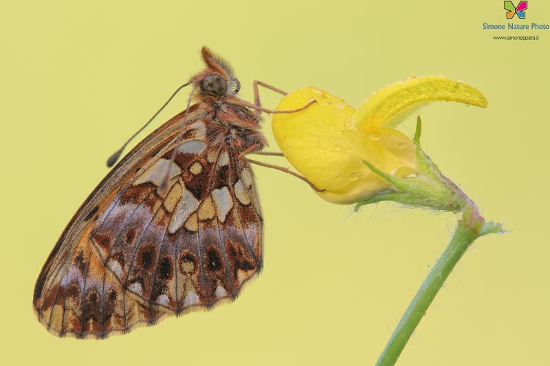 Boloria (Clossiana) dia (Linnaeus, 1767)