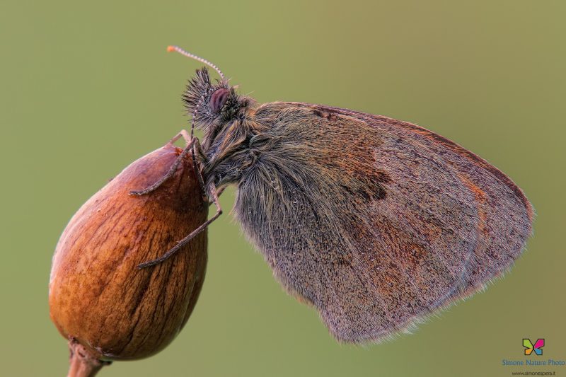 Coenonympha pamphilus (Linnaeus, 1758)