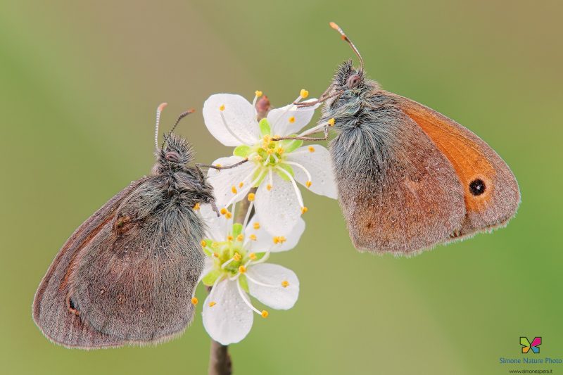 Coenonympha pamphilus (Linnaeus, 1758)