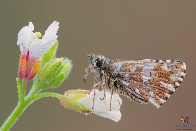 Pyrgus malvae (Linnaeus, 1758)