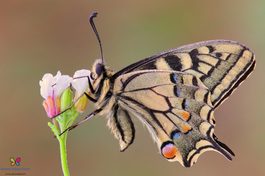Papilio machaon (Linnaeus, 1758)