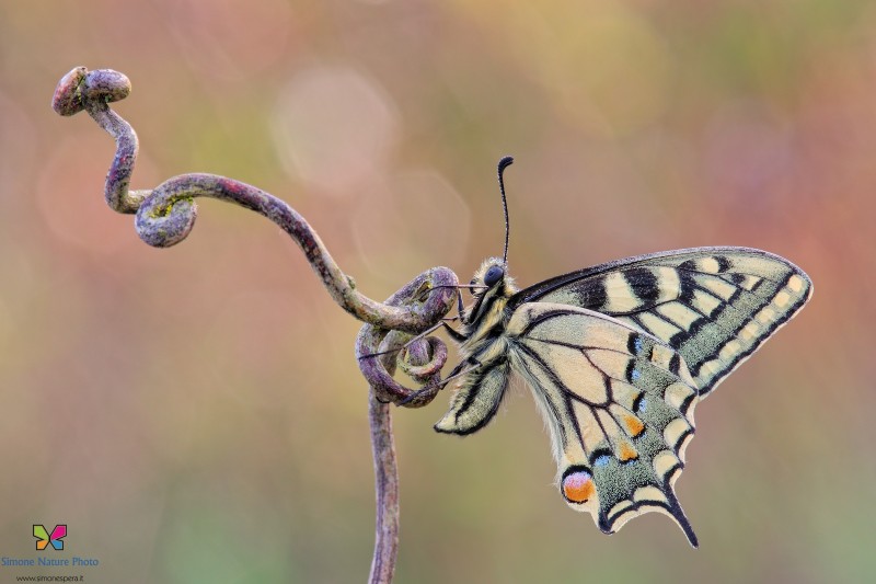 Papilio machaon (Linnaeus, 1758)