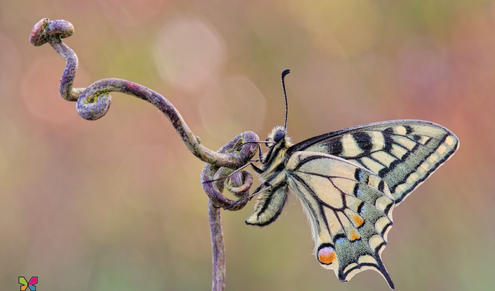 Papilio machaon (Linnaeus, 1758)