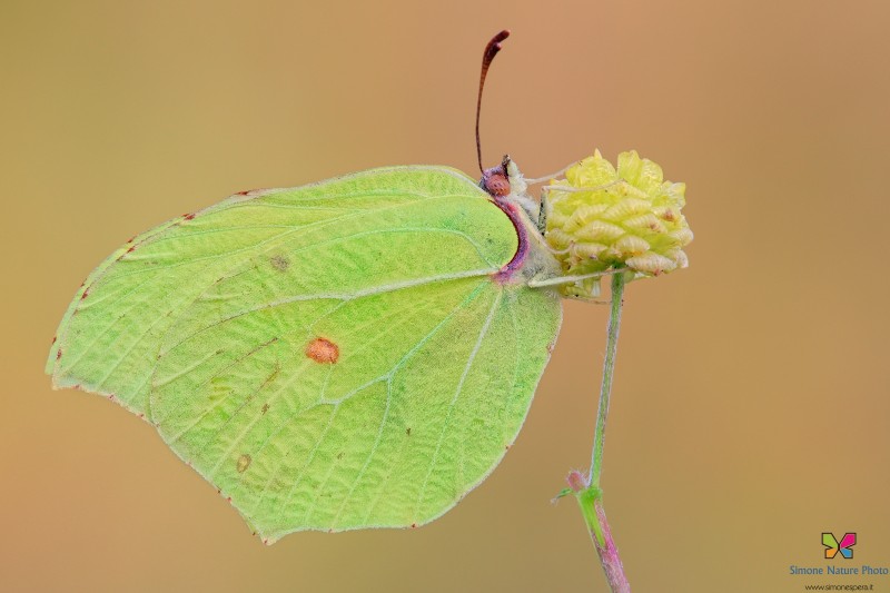 Gonepteryx rhamni (Linnaeus, 1758)