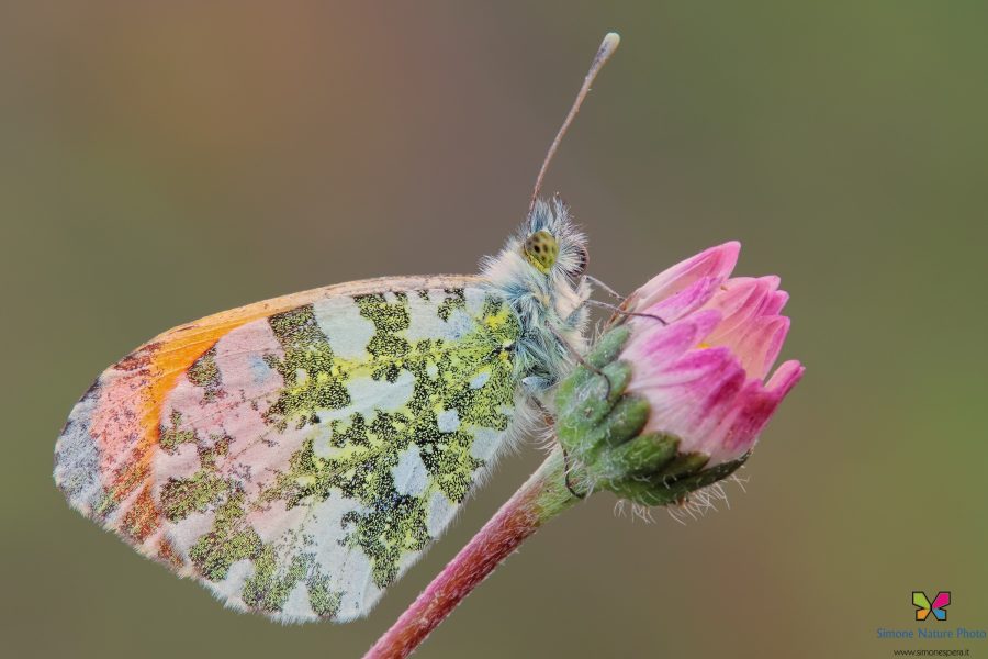 Anthocharis cardamines (Linnaeus, 1758)