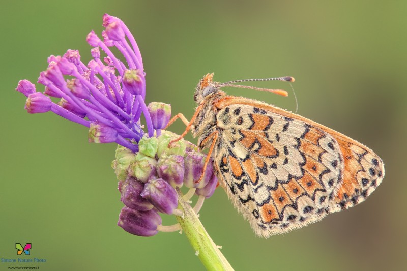 Melitaea cinxia (Linnaeus, 1758)
