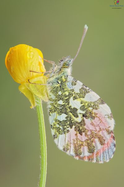 Anthocharis cardamines (Linnaeus, 1758)