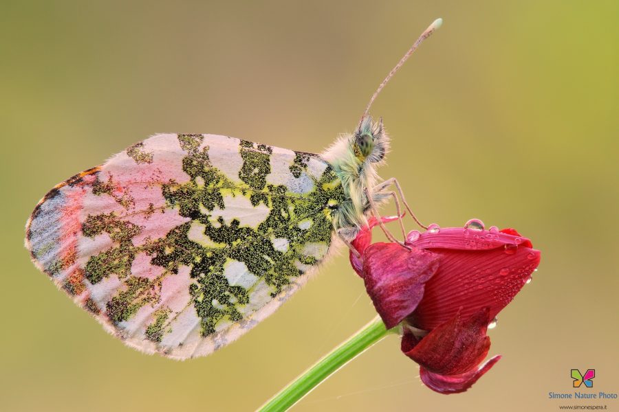 Anthocharis cardamines (Linnaeus, 1758)