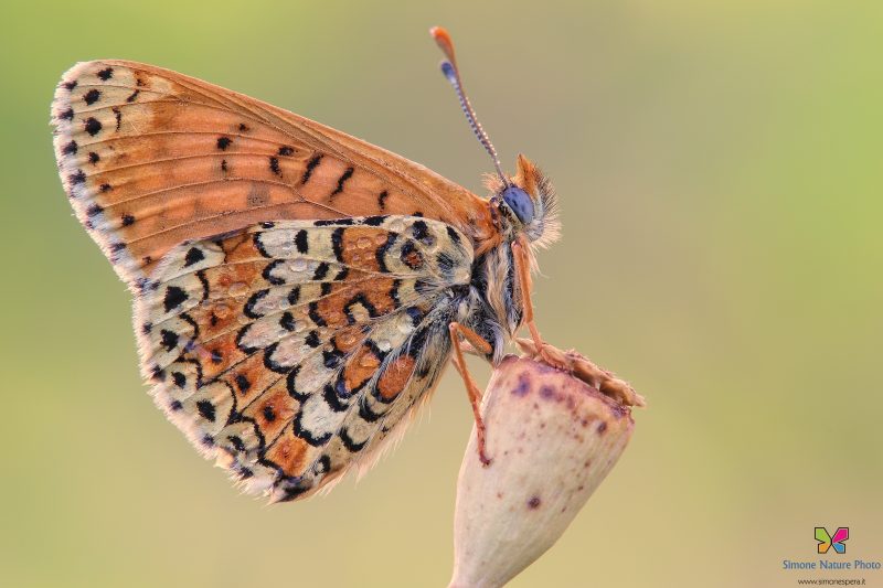 Melitaea cinxia (Linnaeus, 1758)
