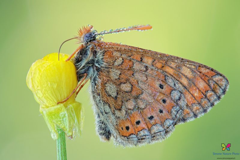 Euphydryas aurinia (Rottemburg 1775)
