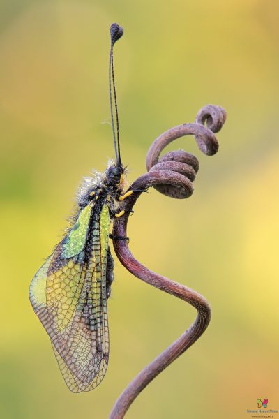 Libelloides coccajus (Denis et Schiffermuller, 1775)