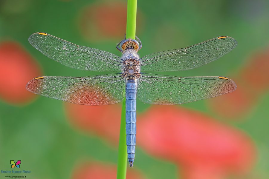 Orthetrum brunneum (Fonscolombe, 1837)