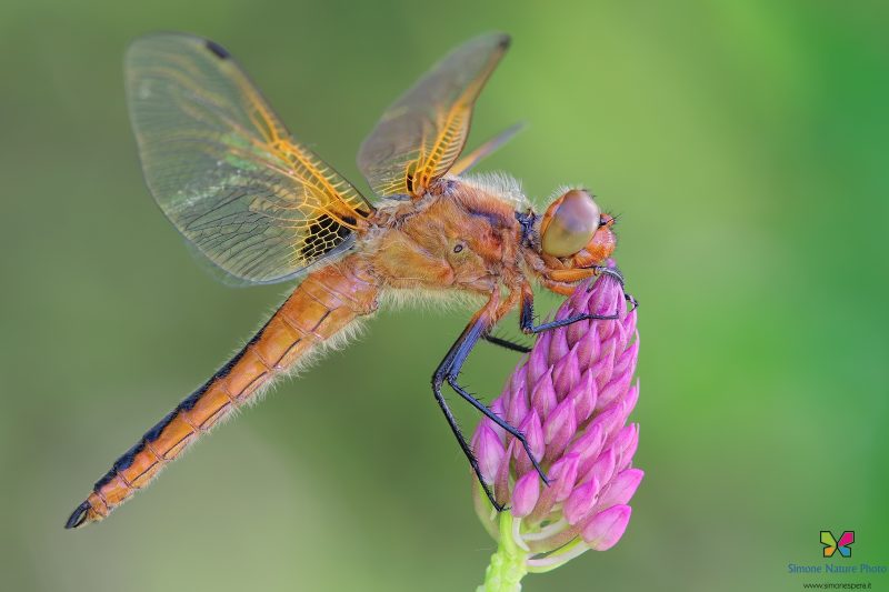 Libellula fulva (Müller, 1764)