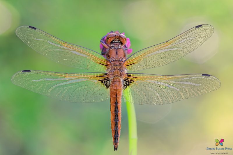 Libellula fulva (Müller, 1764)