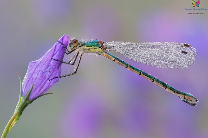 Lestes dryas (Kirby, 1890)