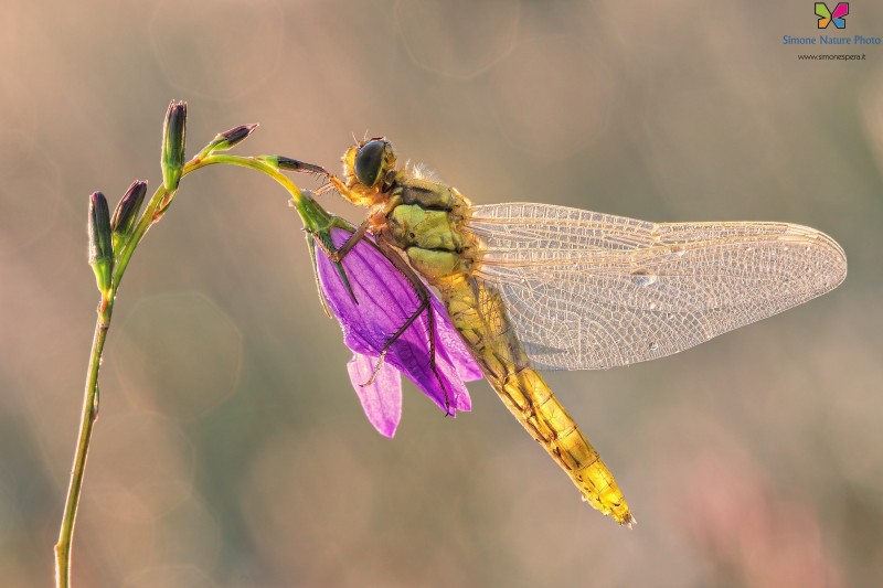 Orthetrum cancellatum (Linnaeus, 1758)