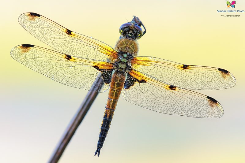 Libellula quadrimaculata (Linnaeus, 1758)