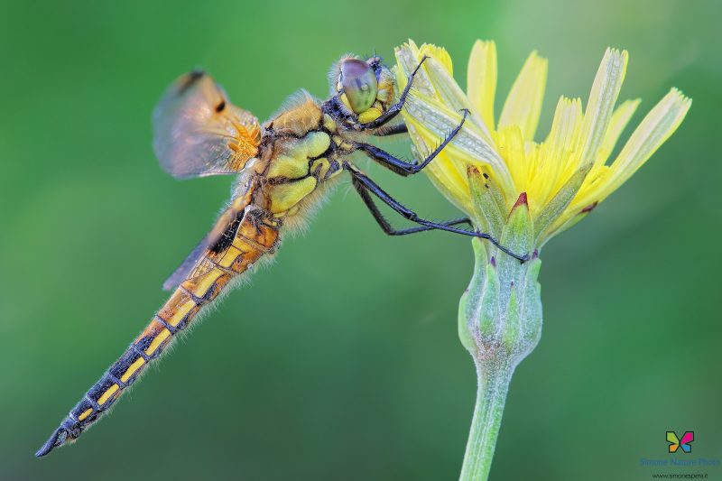 Libellula quadrimaculata (Linnaeus, 1758)