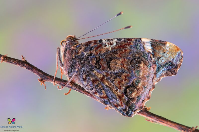 Vanessa atalanta (Linnaeus, 1758)