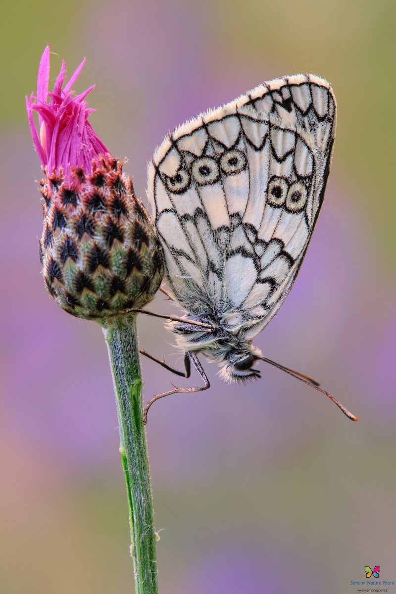 Melanargia russiae (Esper, 1783)