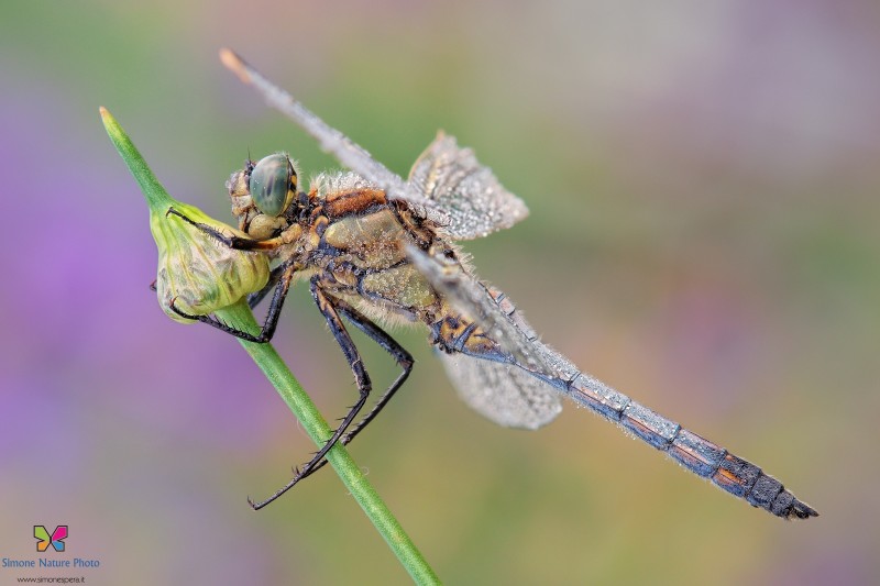 Orthetrum cancellatum (Linnaeus, 1758)
